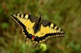 /album/priroda/papilio-machaon-jpg/